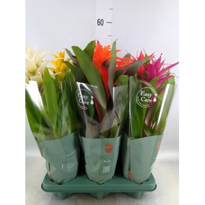 Guzmania   ...mix