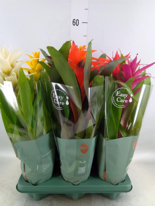 <h4>Guzmania   ...mix</h4>