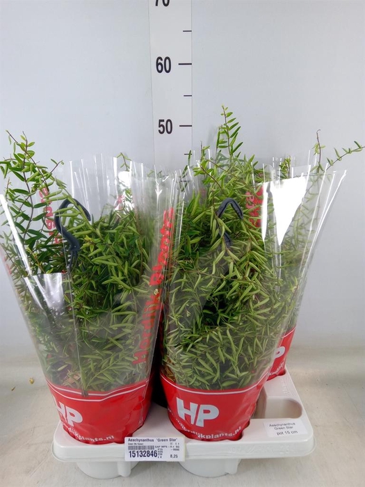 <h4>Aeschynanthus  'Green Star'</h4>