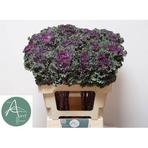 Brassica crane ruffle red