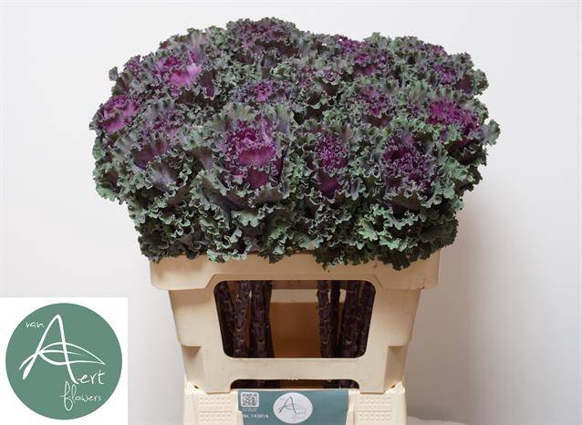 <h4>Brassica crane ruffle red</h4>