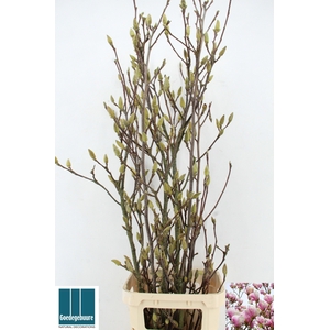 MAGNOLIA GRANDIFLORA