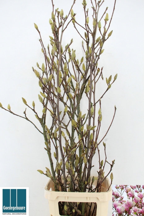 <h4>MAGNOLIA GRANDIFLORA</h4>