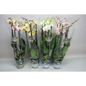 PHAL GEM 4 KL