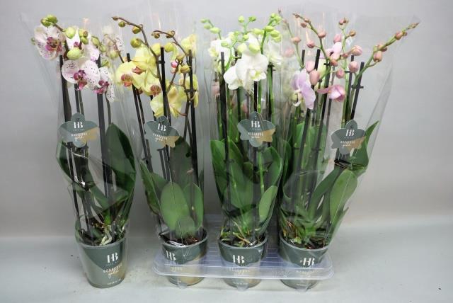 PHAL GEM 4 KL