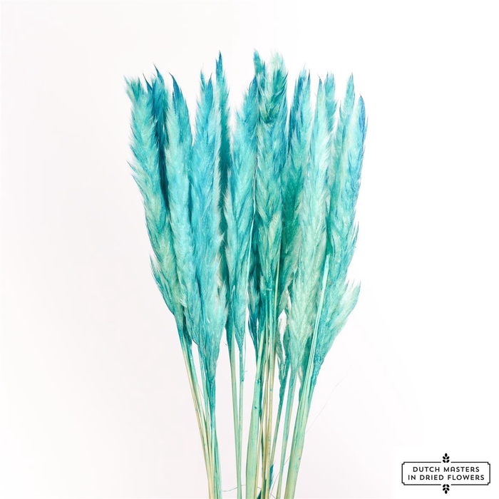 <h4>Dried Fluffy Pampas L. Blue 20pcs Bunch Slv</h4>