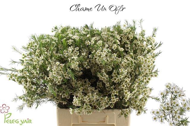 <h4>CHAME UN OFIR</h4>