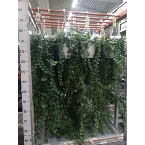 Hedera helix 'Wonder'