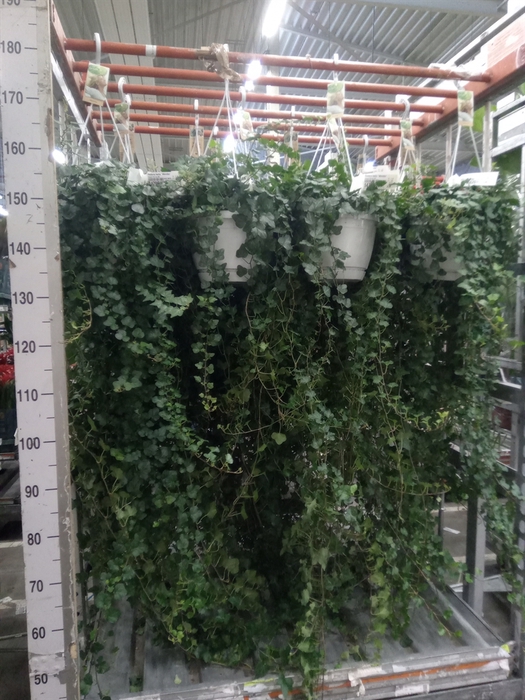 <h4>Hedera helix 'Wonder'</h4>
