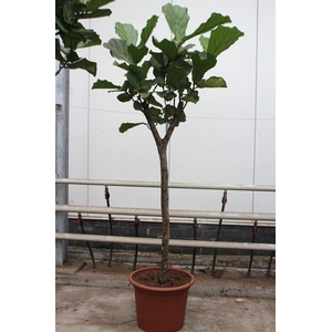 Ficus lyrata