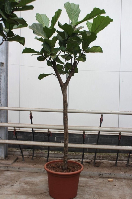 <h4>Ficus lyrata</h4>