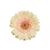 GERBERA CAFE DEL MAR < 050 CM > 10 CM DIAM