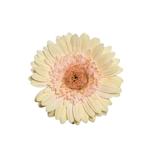 GERBERA CAFE DEL MAR < 050 CM > 10 CM DIAM