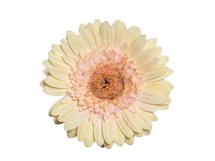 <h4>GERBERA CAFE DEL MAR < 050 CM > 10 CM DIAM</h4>