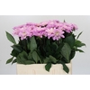 Dahlia Sweet Suprise