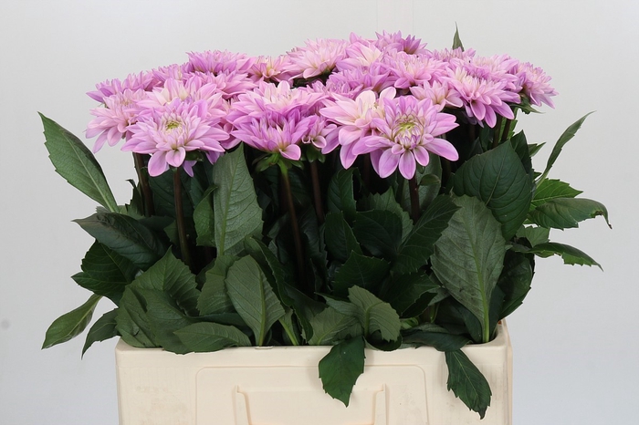 Dahlia Sweet Suprise