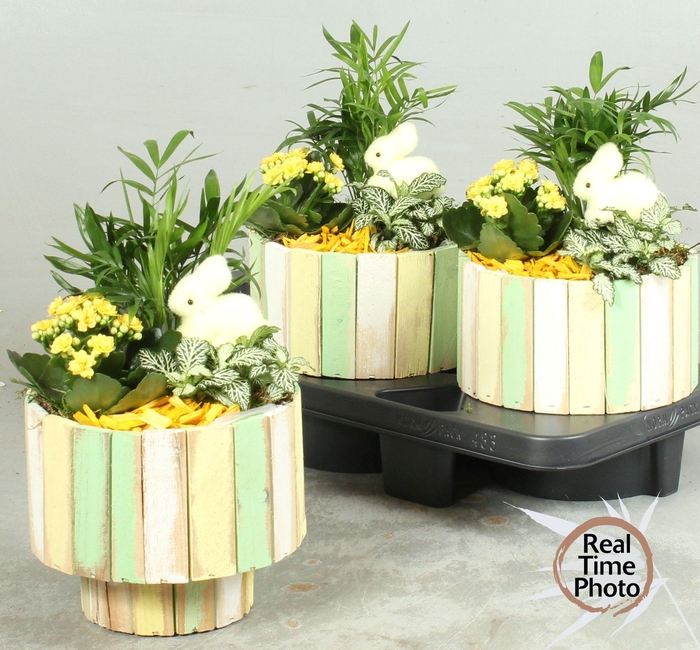 <h4>ARR KAMERPL</h4>