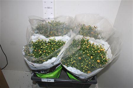 <h4>Chrys Gr Jas Orange</h4>