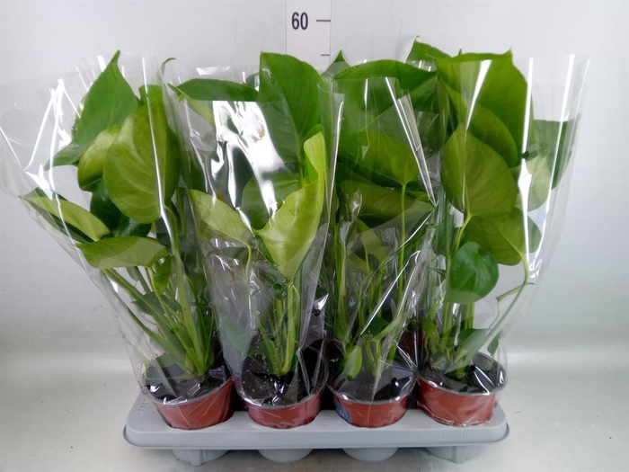 <h4>Monstera delic.</h4>