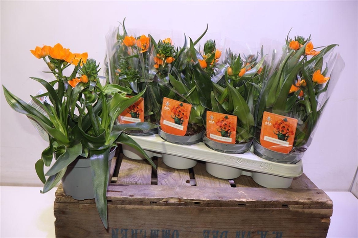 <h4>arr8 Ornit Du</h4>