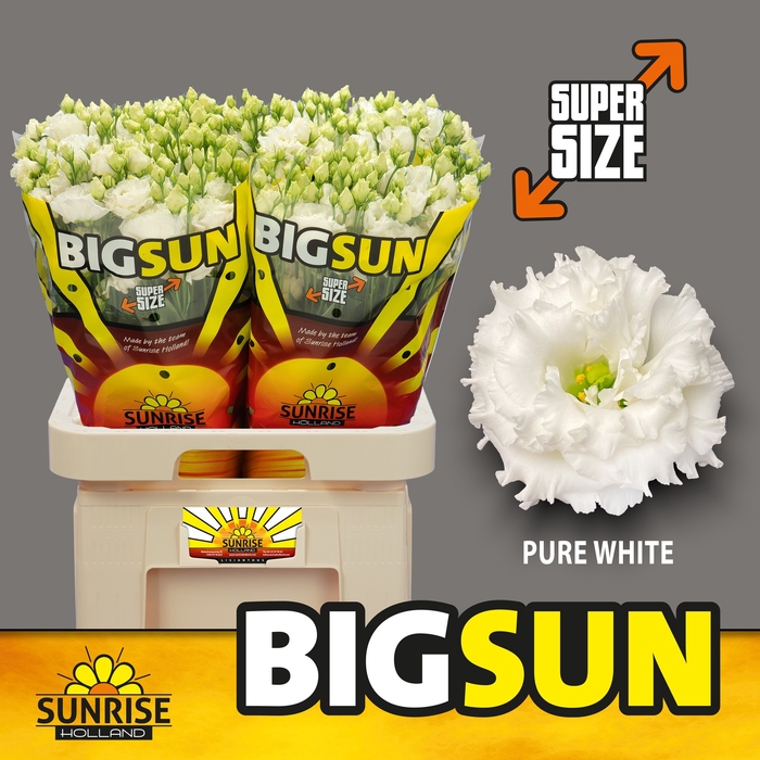 <h4>Eust Alissa Pure White Big Sun</h4>