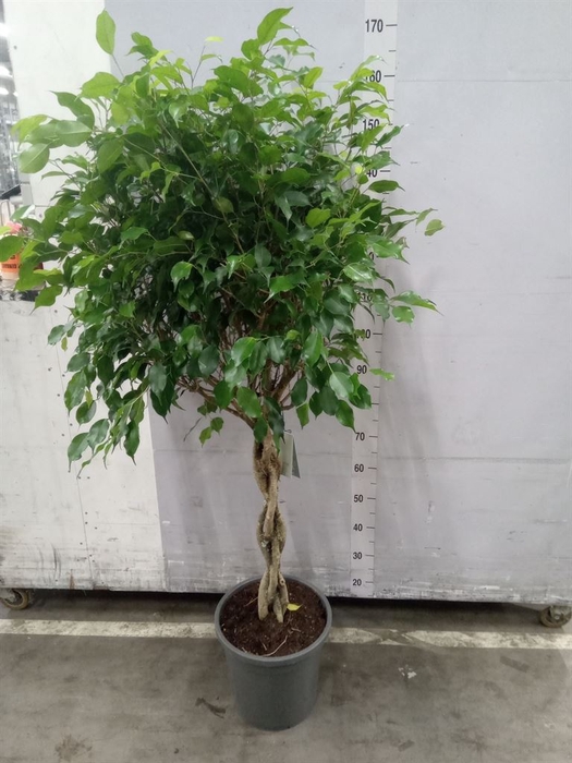 <h4>Ficus benja. 'Exotica'</h4>