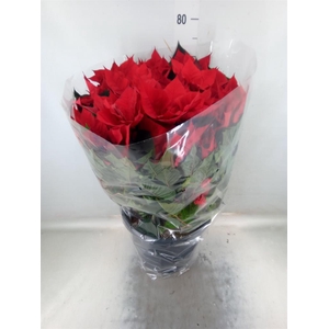 Euphorbia pulc. 'Bella Italia'