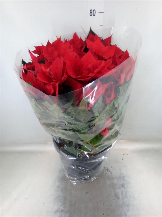 <h4>Euphorbia pulc. 'Bella Italia'</h4>