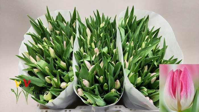 <h4>TU EN FIRST CLASS</h4>