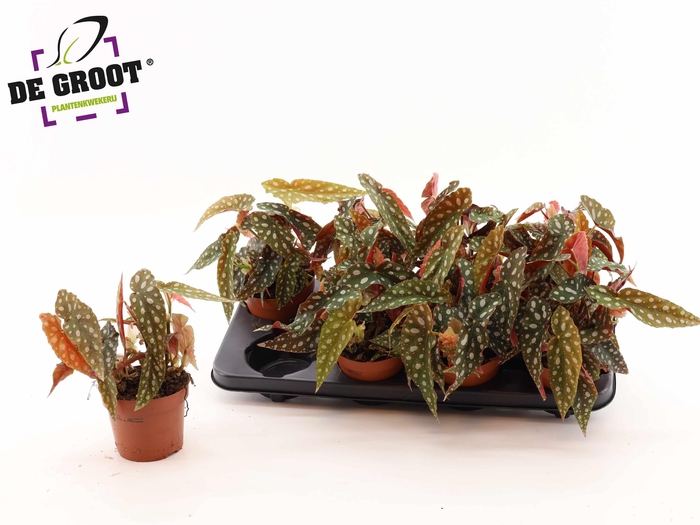 arr8 Beg Ps Silver Spot