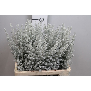 Maireana Sedifolia