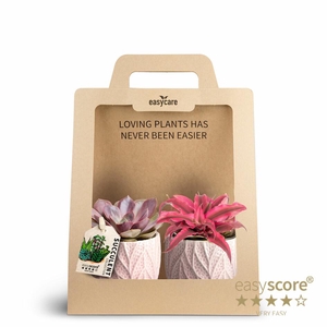 2-Pack Leaf Rosa Succulent