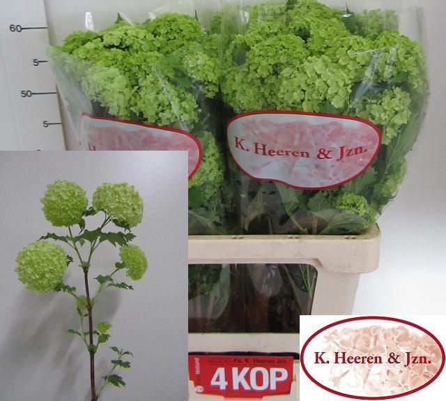 <h4>VIBURNUM ROSEUM ST</h4>