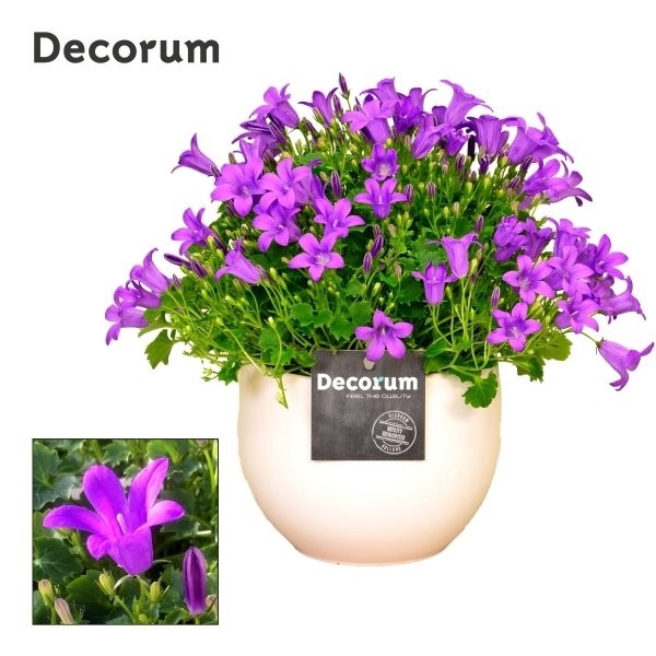 <h4>Campanula Porto Melanie</h4>