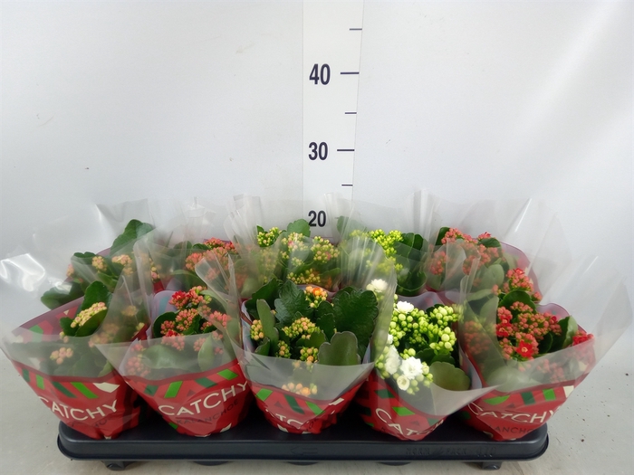 <h4>Kalanchoe blos.   ..rosebud mix  5</h4>