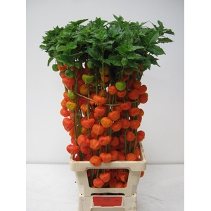 PHYSALIS LAMPION TAK