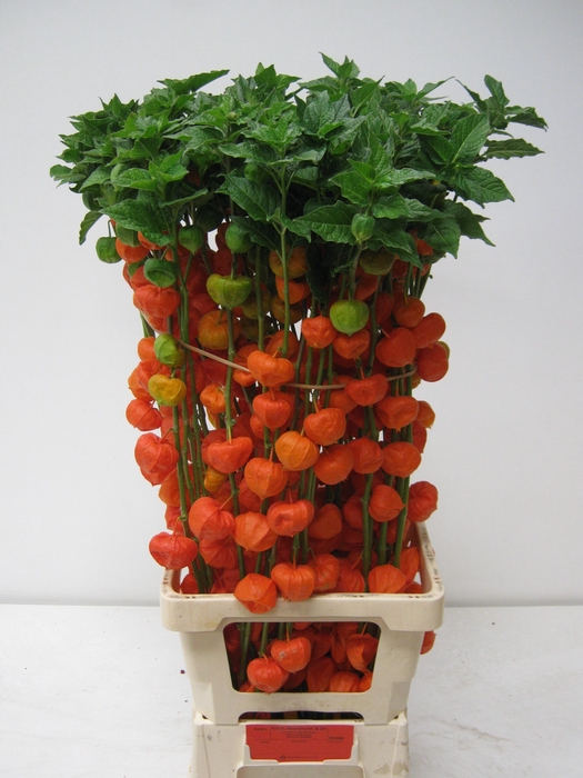 <h4>PHYSALIS LAMPION TAK</h4>