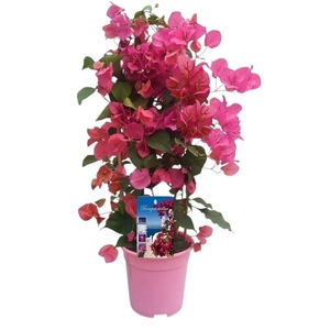 Bougainvillea Dania