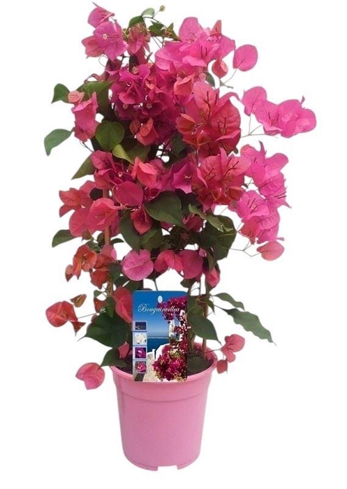 <h4>Bougainvillea Dania</h4>