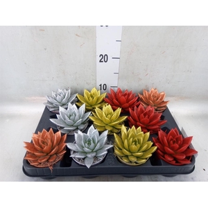 Echeveria  'Miranda'