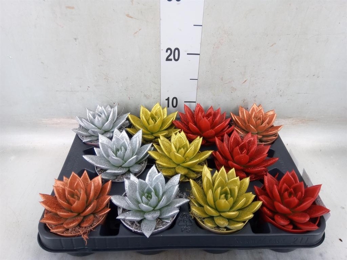 <h4>Echeveria  'Miranda'</h4>