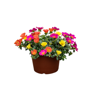 Portulaca carnaval 3 kleuren
