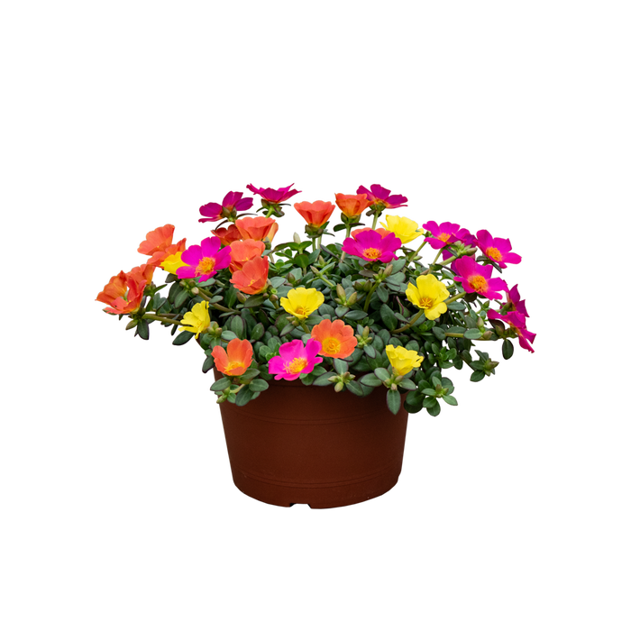 <h4>Portulaca carnaval 3 kleuren</h4>