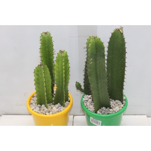 CACTUS EUPHORBIA MANDACARU P17