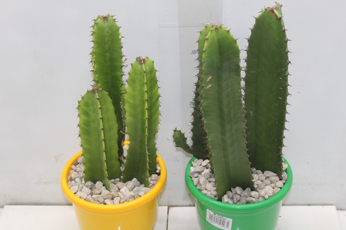 <h4>CACTUS EUPHORBIA MANDACARU P17</h4>