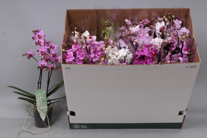 <h4>PHAL MF GEM 8 KL</h4>