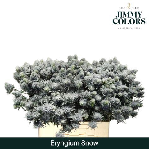 <h4>Eryngium (distel) L60 Snow + Glitter</h4>