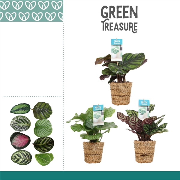 <h4>Calathea Mix in Ruby mand</h4>