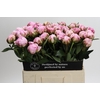 Paeonia Sarah Bernhardt