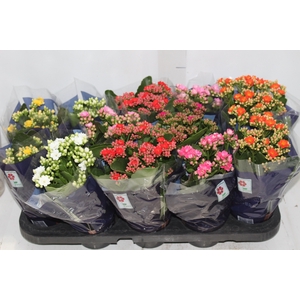 KALANCHOE DOBRADO P11